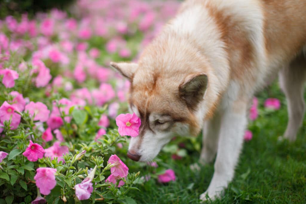 Perro Husky olfateando flores