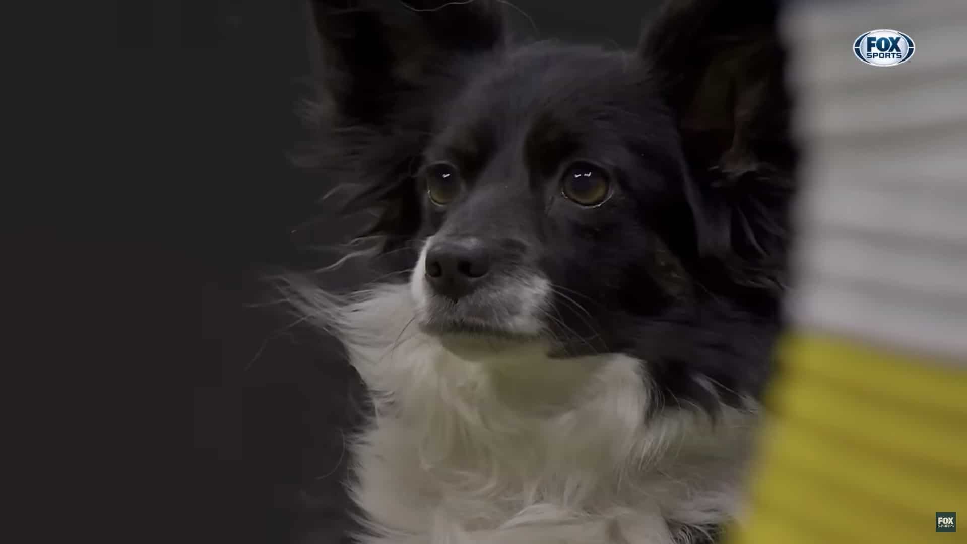 MixedBreed Dog Wins The Westminster Dog Show Masters Agility Championship