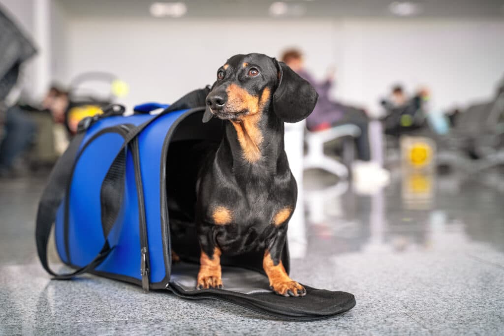 Obediente perro Dachshund se sienta en un transportador de mascotas azul en un lugar público y espera al dueño