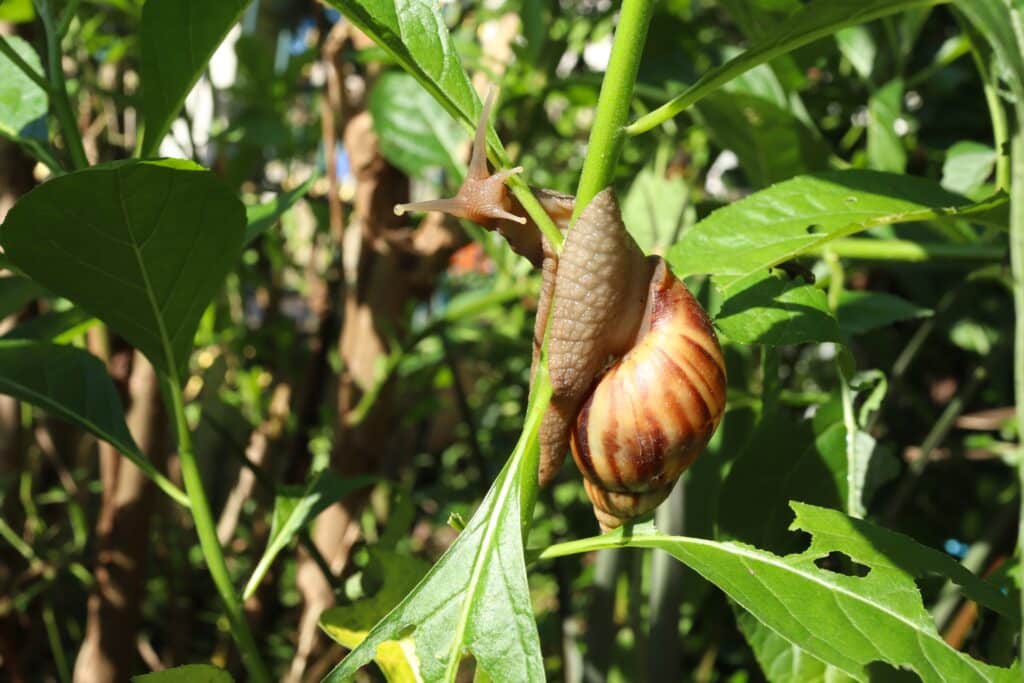Snail On A Branch With Green Leaves