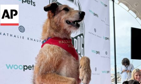 Kodi, Star Of 'Dog On Trial,' Wins This Year'S Palm Dog In Cannes