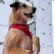 Kodi, Star Of 'Dog On Trial,' Wins This Year'S Palm Dog In Cannes
