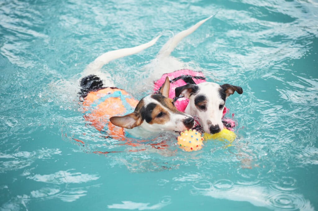 2 Jack Russell Terrier Dogs Are Enjoying Swimming And Playing Ball-Fetching Together 