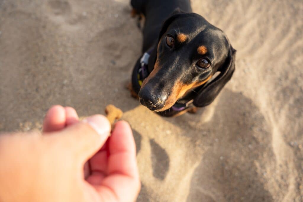 A Man Giving A Dog Treat To His Dachshund On The Beach