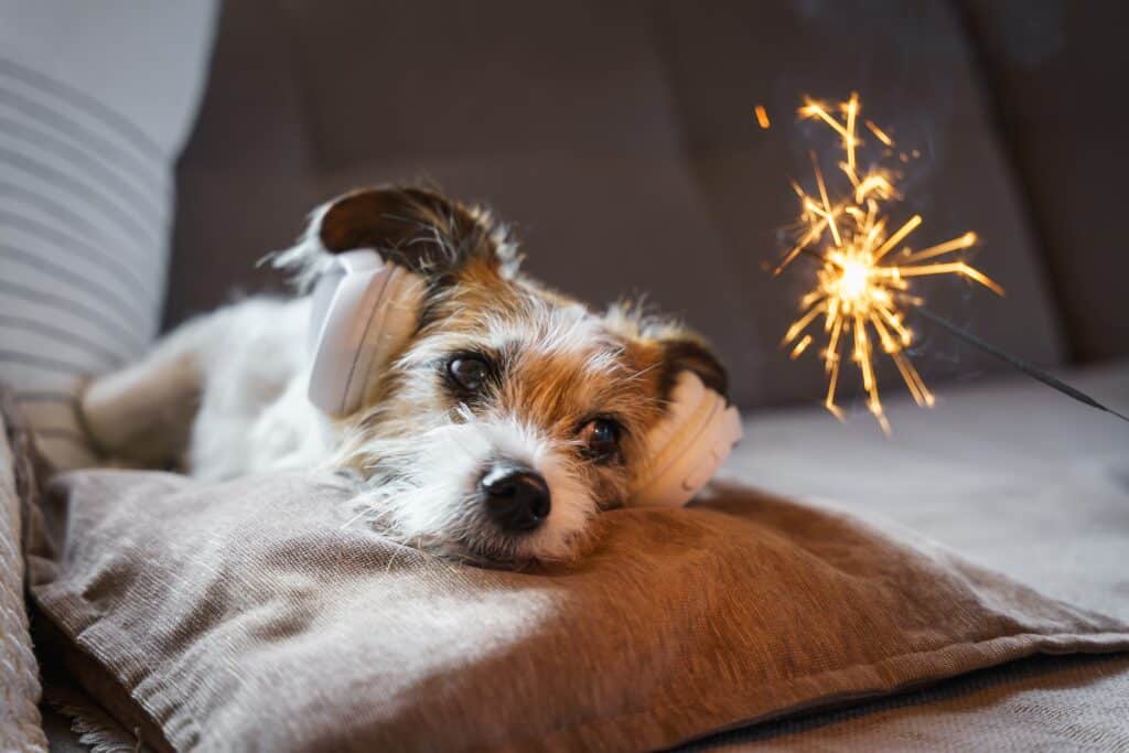 A Small Terrier Dog Lies On A Sofa With Headphones And A Sparkler Infront Of It
