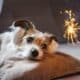 A Small Terrier Dog Lies On A Sofa With Headphones And A Sparkler Infront Of It