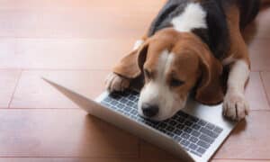 Beagle Dog Working With A Computer In Front Of Him