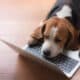 Beagle Dog Working With A Computer In Front Of Him