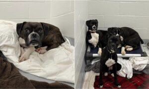 Boxers Surrendered From An Animal Hoarding Situation