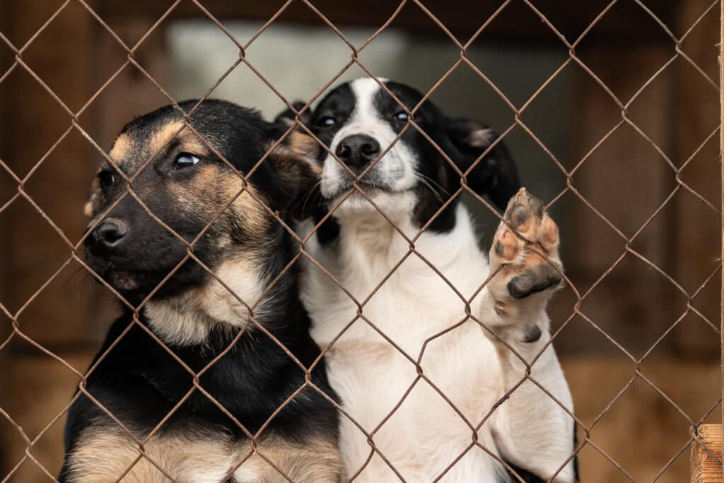 Perros en el refugio para perros sin hogar
