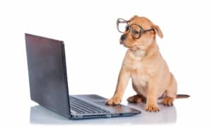 Funny Puppy With Glasses In Front Of A Laptop
