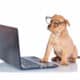 Funny Puppy With Glasses In Front Of A Laptop