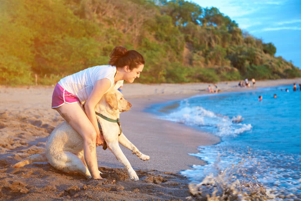 Girl Taking A Labrador Dog Who Is Afraid Of Swimming To The Beach