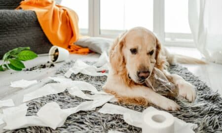 Golden Retriever Dog Playing With Toilet Paper In Living Room And Broken Plant