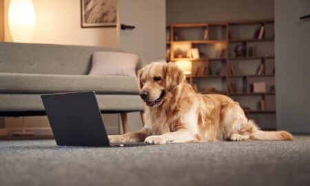 Golden Retriever Sitting In Front Of A Laptop
