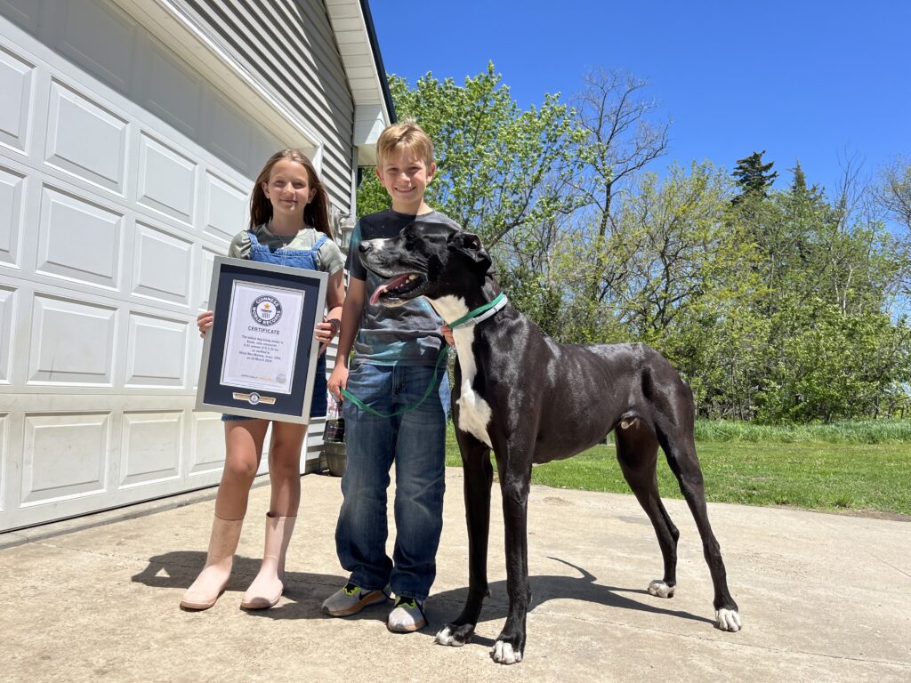 Kevin The Great Dane, Tallest Living Dog In The World