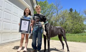 Kevin The Great Dane, Tallest Living Dog In The World