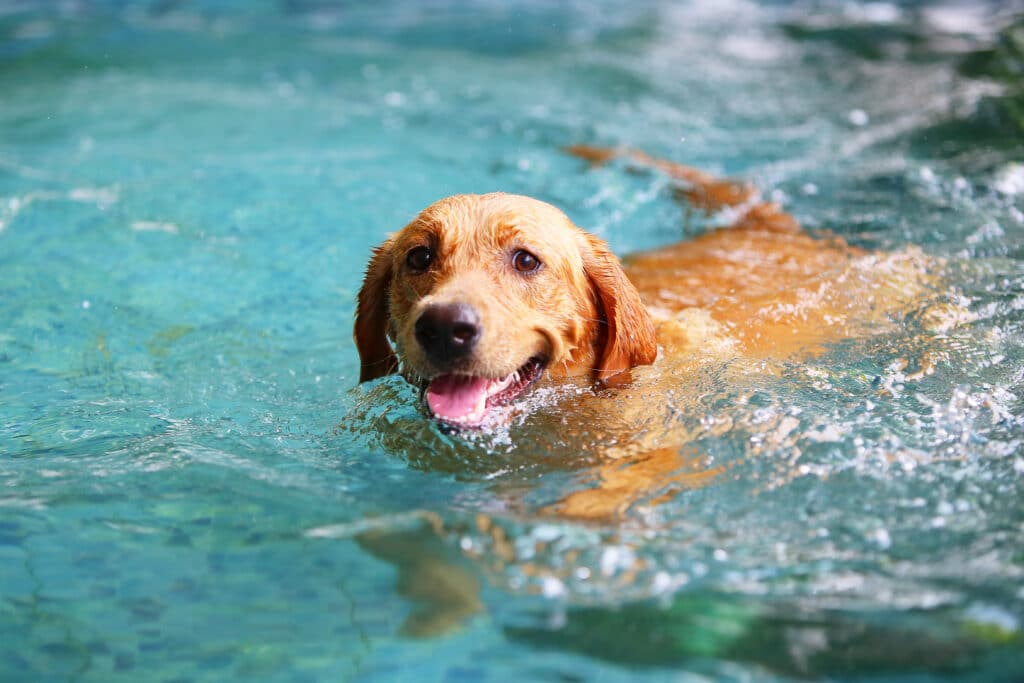 Labrador Swimming In A Pool