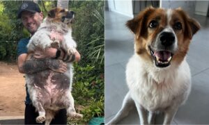 Obese Dog'S Transformation A Year After Being Found In The Streets Of Thailand