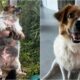 Obese Dog'S Transformation A Year After Being Found In The Streets Of Thailand