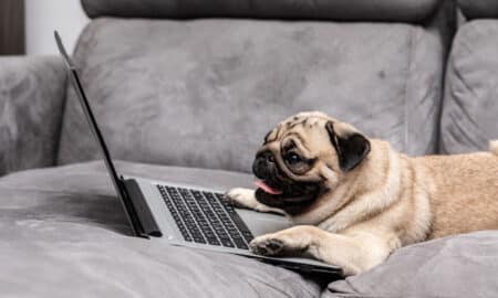 Pug Breed Lying On Ground Looking On Computer Screen