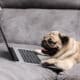 Pug Breed Lying On Ground Looking On Computer Screen