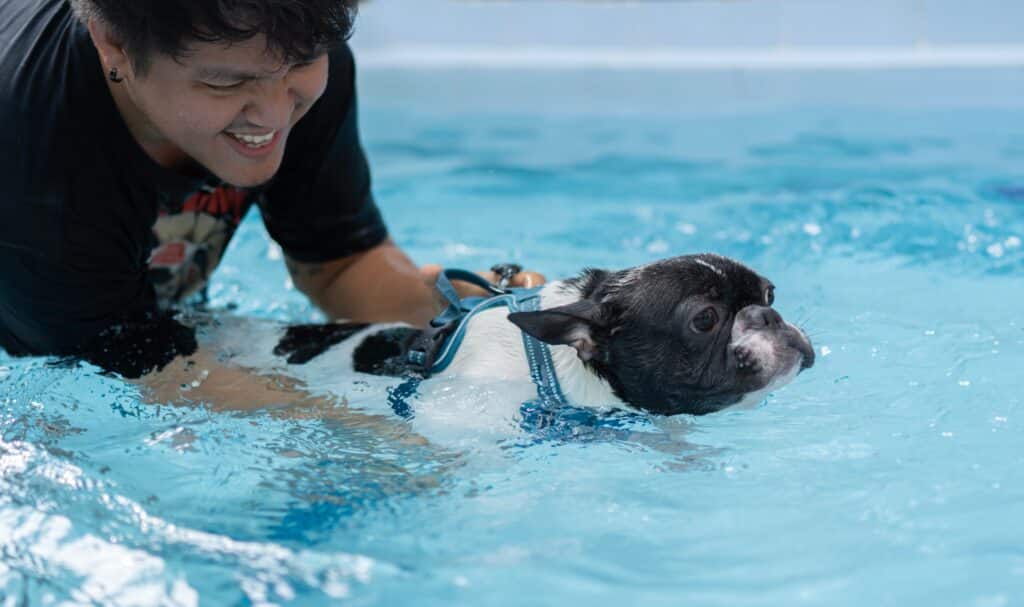 Smiling Man Helping His Black And White French Bulldog To Swim In The Swiming Pool