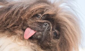Wild Thang Crowned Winner Of 2024 'World'S Ugliest Dog' Contest