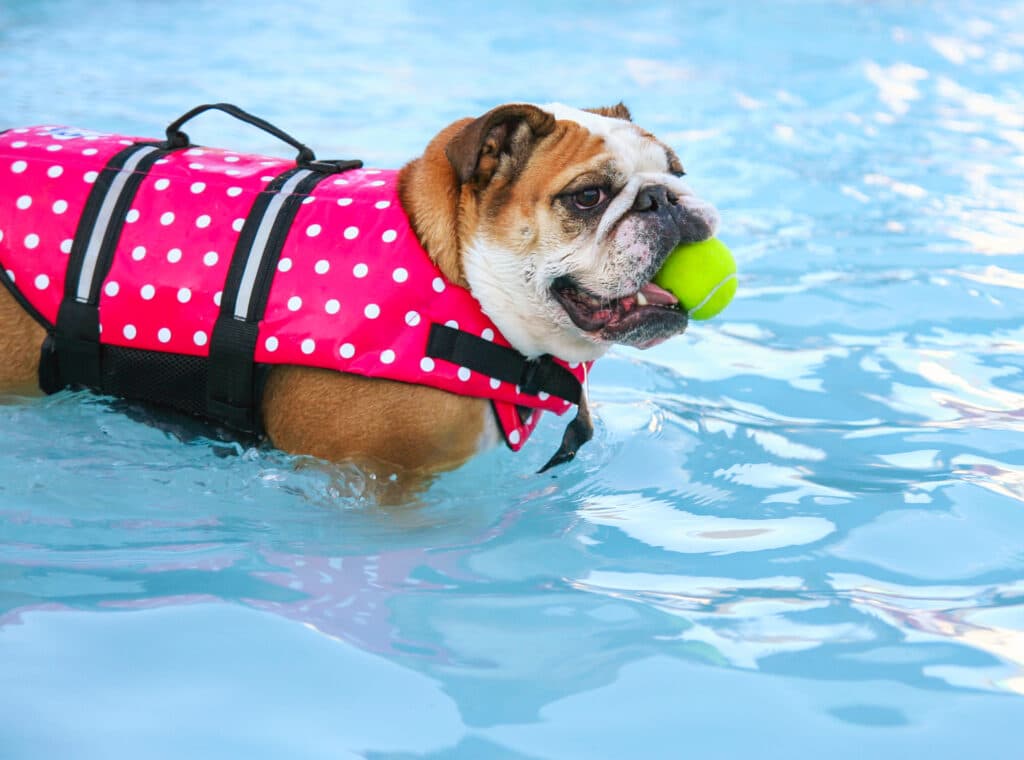 A Bulldog In A Pink Polka Dot Life Vest Chewing On A Tennis Ball 