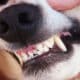 Dog Teeth Close Up