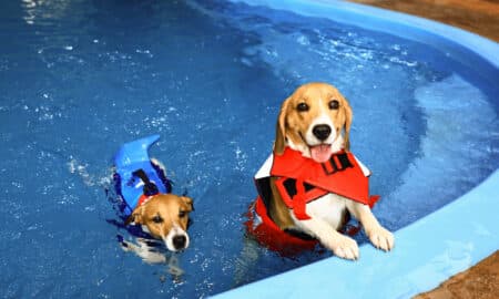 Dogs And Summer Two Dogs In Life Jackets Practicing Swimming