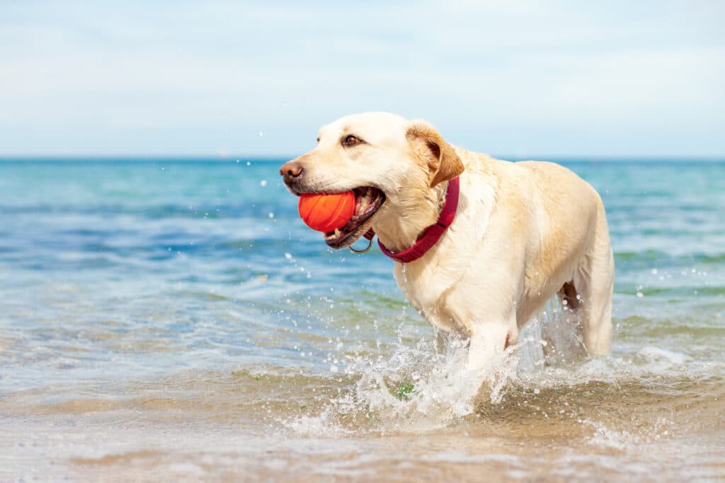 Wet Dog Playing In The Sea With A Ball In Summer