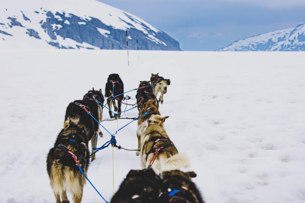 A Group Of Siberian Husky Sled Dogs On The Road In Juneau, Alaska