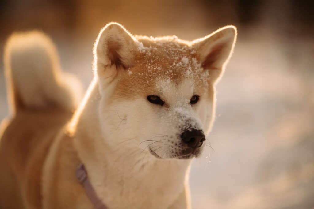 Akita Inu With Snow On Its Head