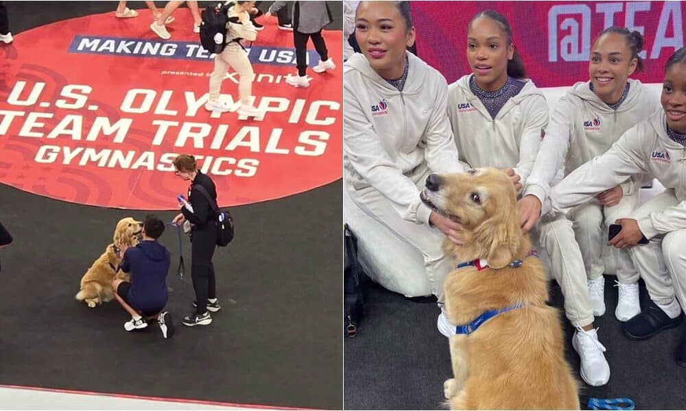 Beacon The Therapy Dog At The Us Olympic Gymnastic Trials