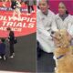 Beacon The Therapy Dog At The Us Olympic Gymnastic Trials