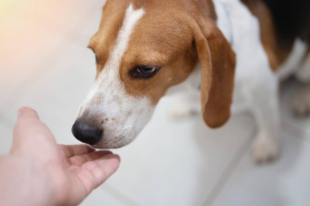 Beagle Dog Smell Human Hand Close Up View