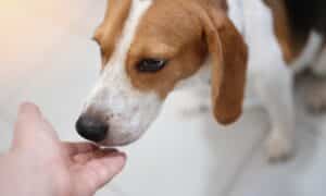 Beagle Dog Smell Human Hand Close Up View