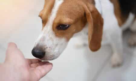 Beagle Dog Smell Human Hand Close Up View