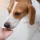 Beagle Dog Smell Human Hand Close Up View