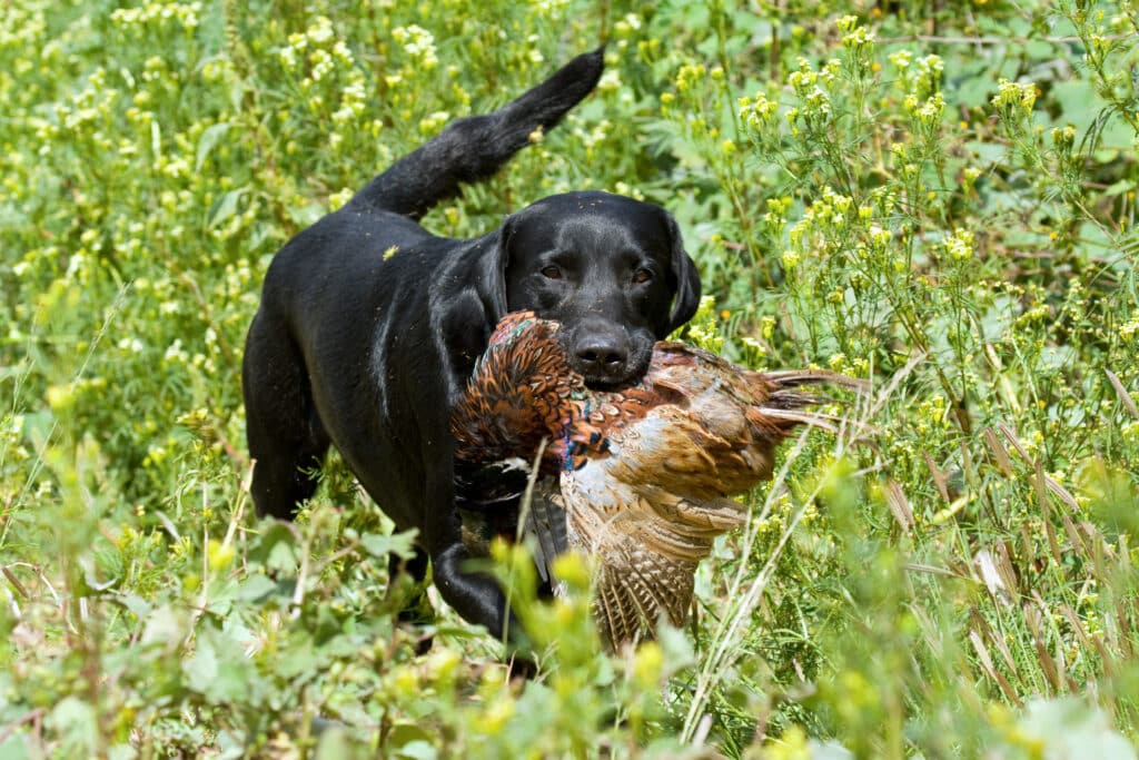 Black Labrador Competing In Field Trial Competition