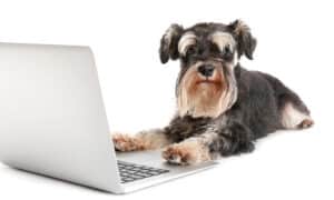 Cute Dog With A Laptop