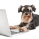 Cute dog with a laptop