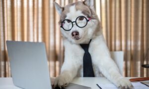 Cute Husky Dog Looking Into Computer Laptop