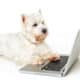 Dog Using A Laptop On White Background