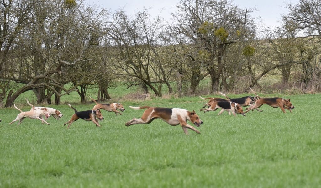 Foxhounds Hunting A Scent Across A Field