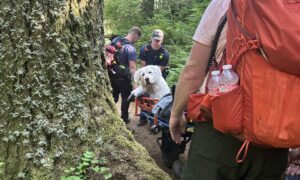Great Pyrenees Getting Carried Down The Mountain
