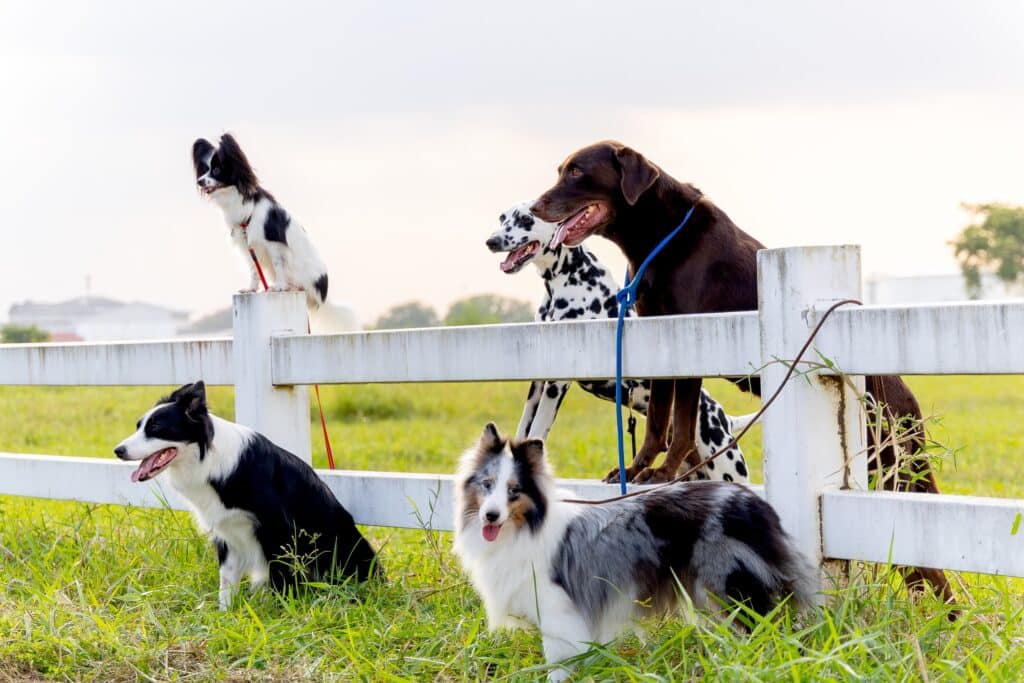 Group Of Different Dog Breed Groups Stand Near Garden Fence