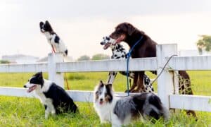 Group of different dog breed groups stand near garden fence