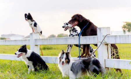 Group Of Different Dog Breed Groups Stand Near Garden Fence